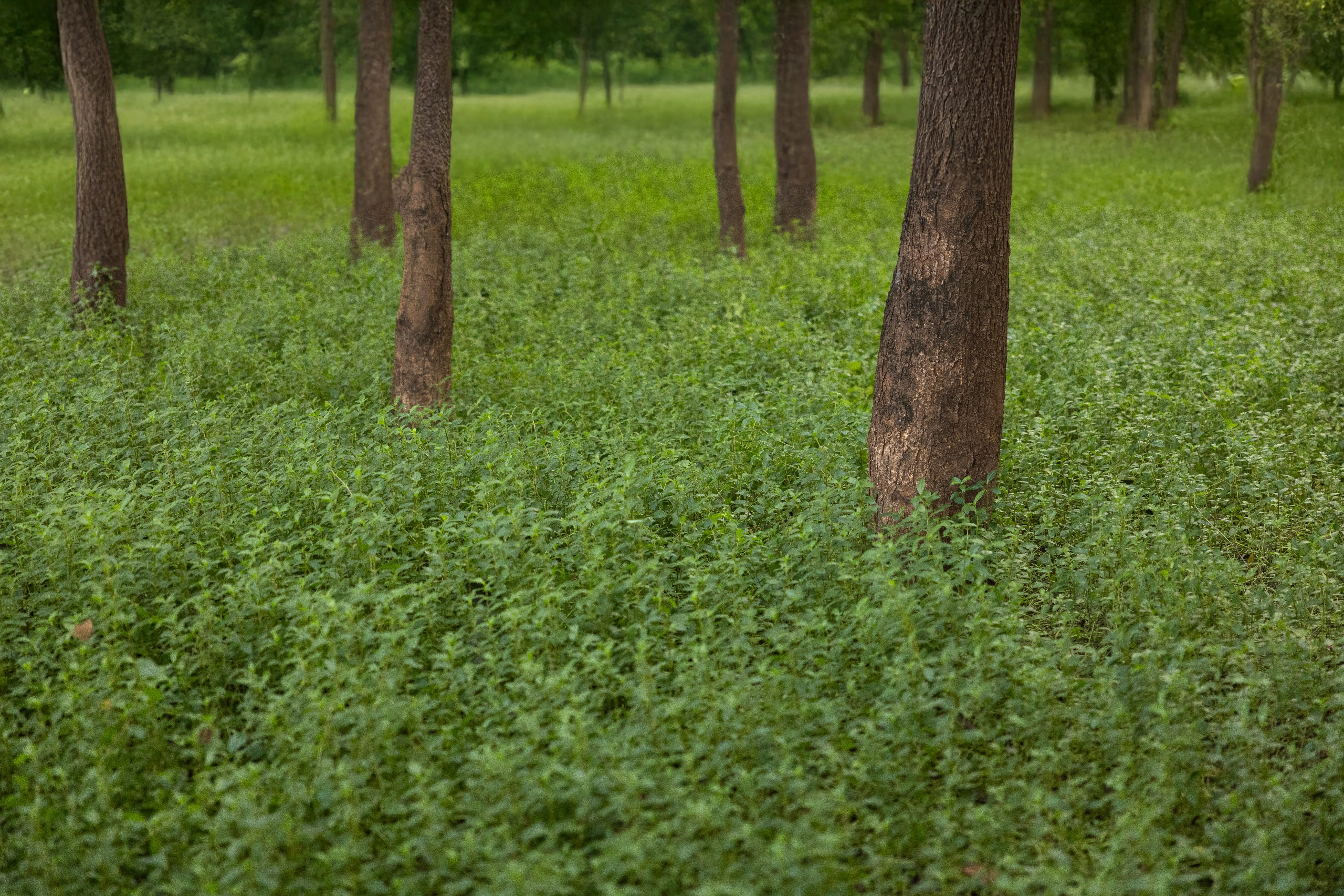 From Industrial Wasteland to Ecological Oasis